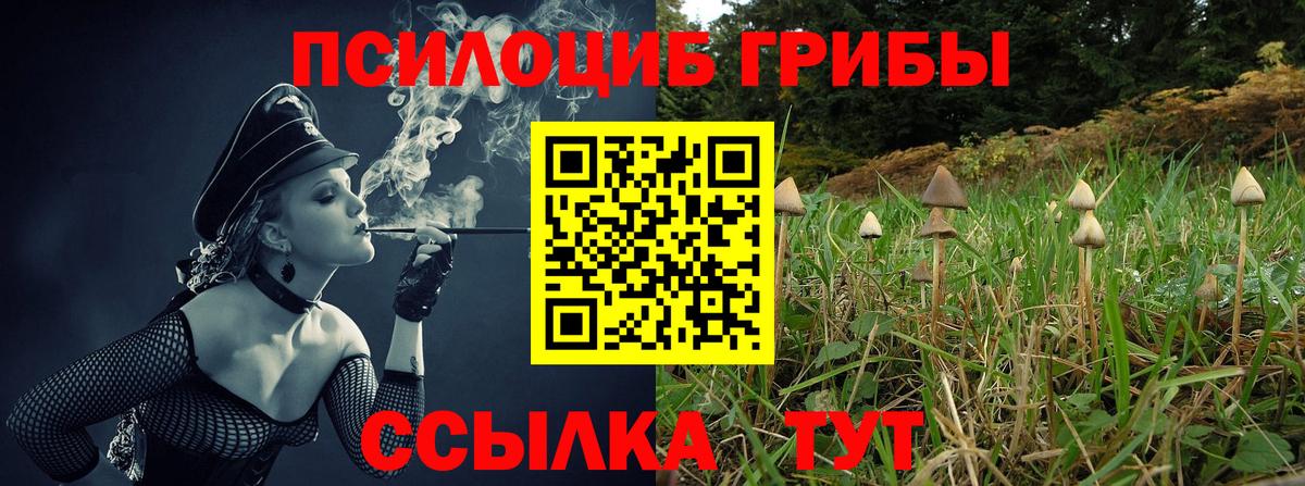 Псилоцибиновые грибы Cubensis Реутов